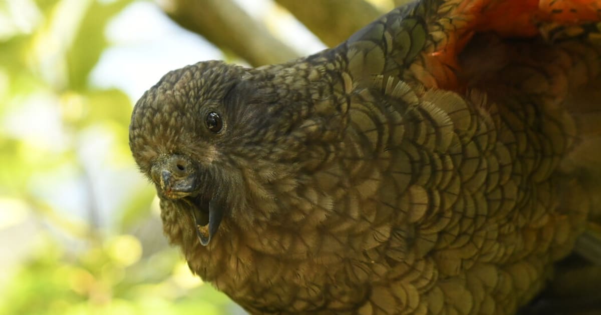 Bruce the kea parrot with missing top beak standing confidently among other birds at wildlife reserve