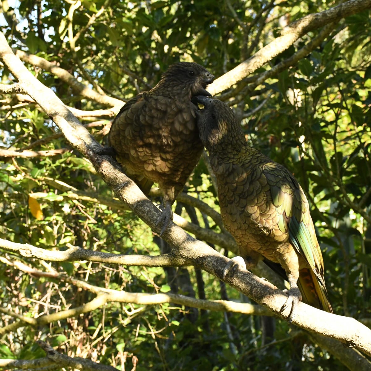 Disabled Parrot Invents Tools and Becomes Alpha Male - Image 3