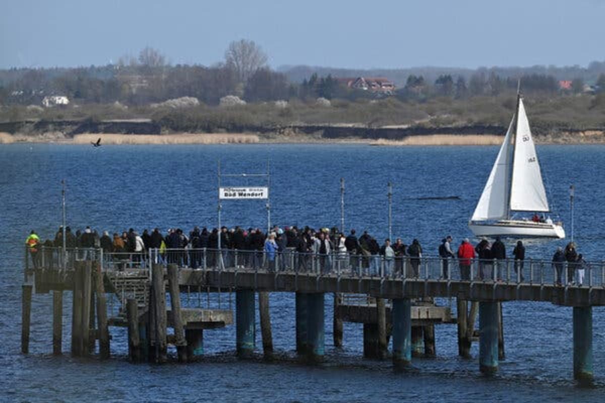 Germany Rallies to Save Stranded Whale Named Timmy - Image 2