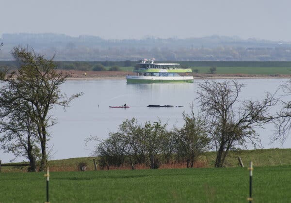 Germany Rallies to Save Stranded Whale Named Timmy - Image 4