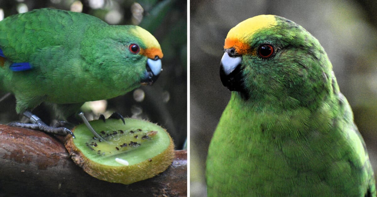 Two Parakeets Increase Rare Species Population by 10%