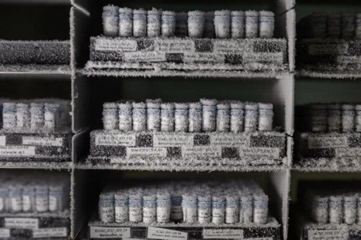 Scientists Build Global Microbiome Bank to Save Rare Bacteria - Image 4