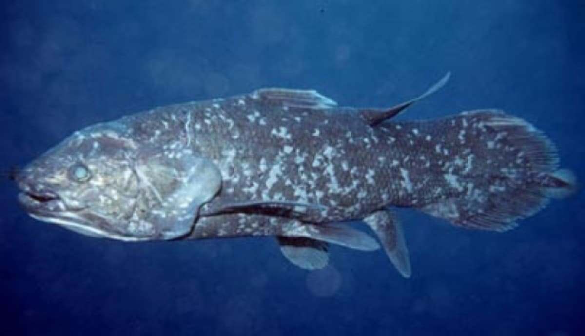 Ancient coelacanth fish swimming in underwater cave near Talise Island Indonesia