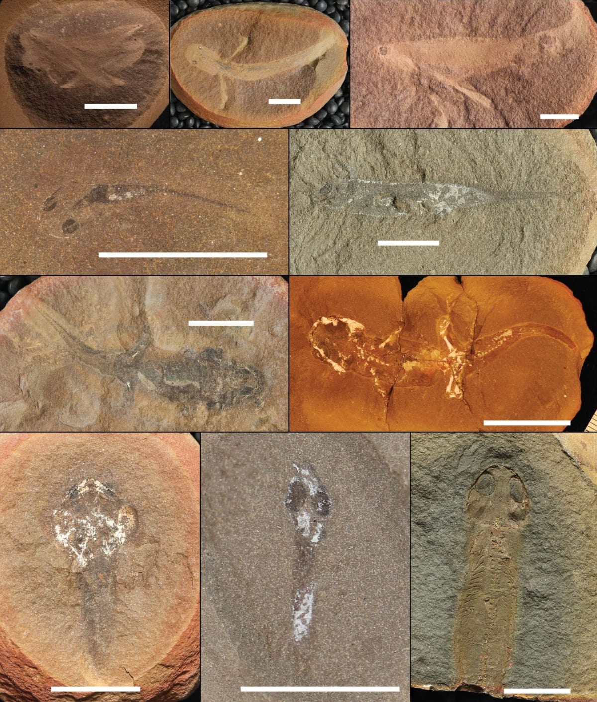 Ancient Fossils Rewrite 150 Years of Evolution Science - Image 4