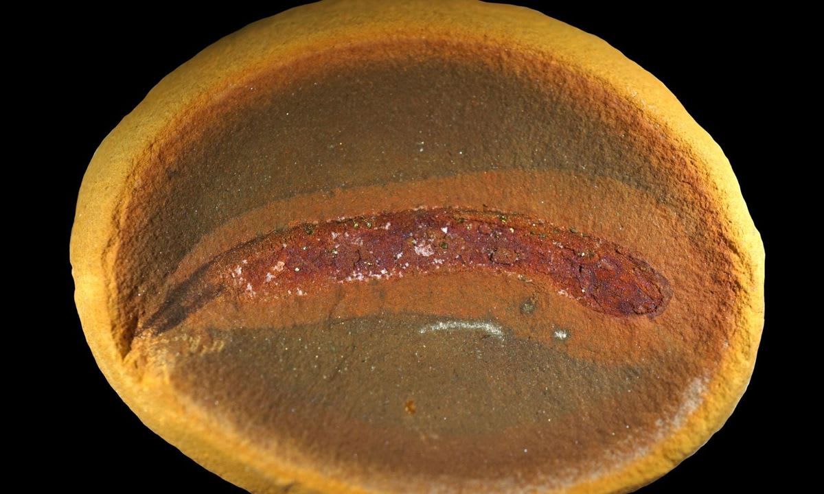 Ancient Fossils Rewrite 150 Years of Evolution Science