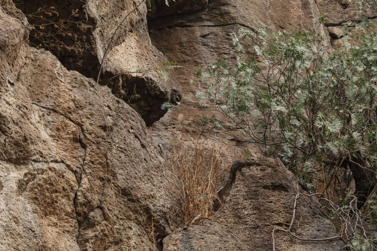 Mexico Reroutes $8B Train to Preserve Ancient Cave Art - Image 4