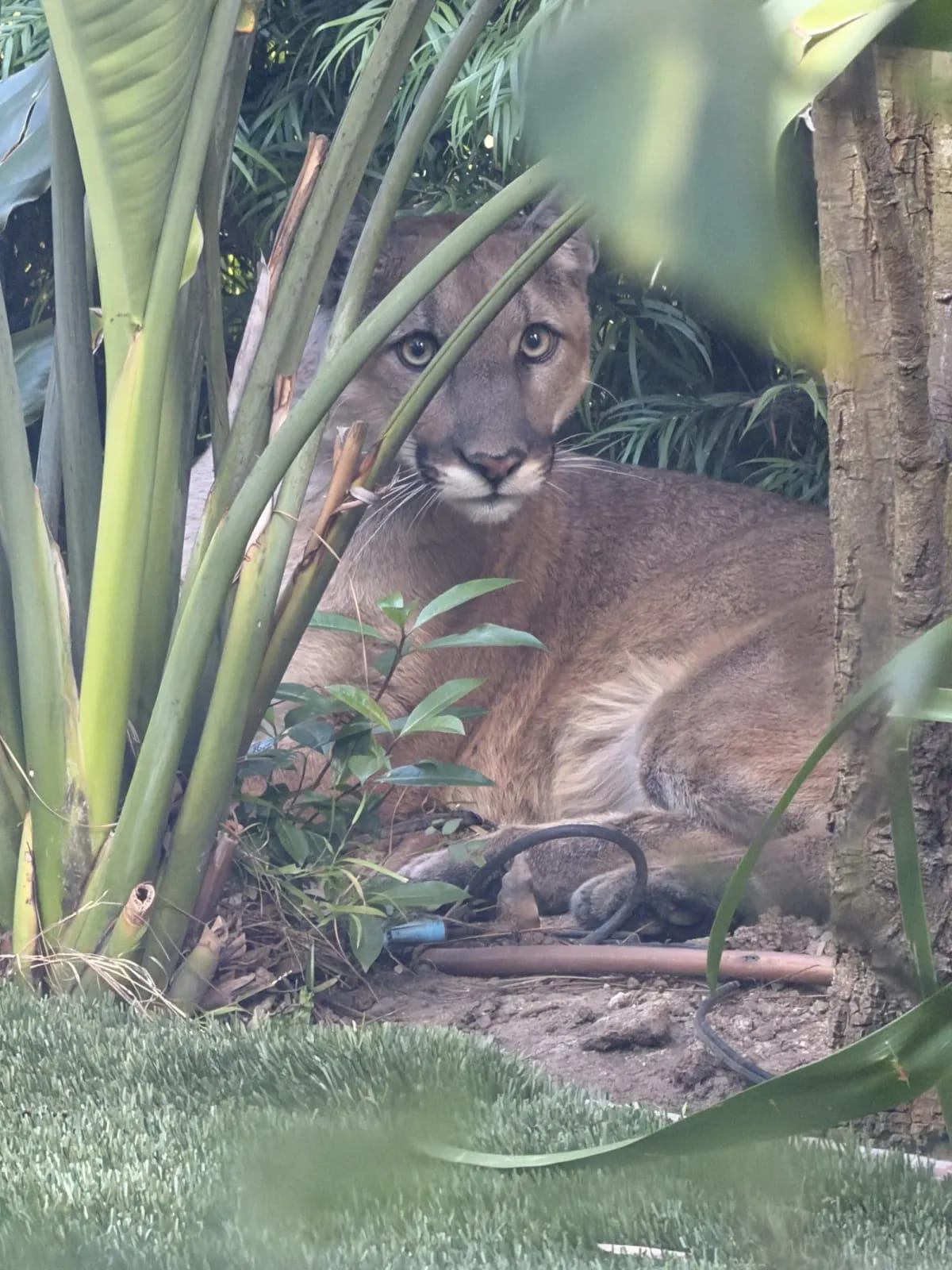 Healthy mountain lion resting calmly in Santa Monica backyard before safe rescue by wildlife officials