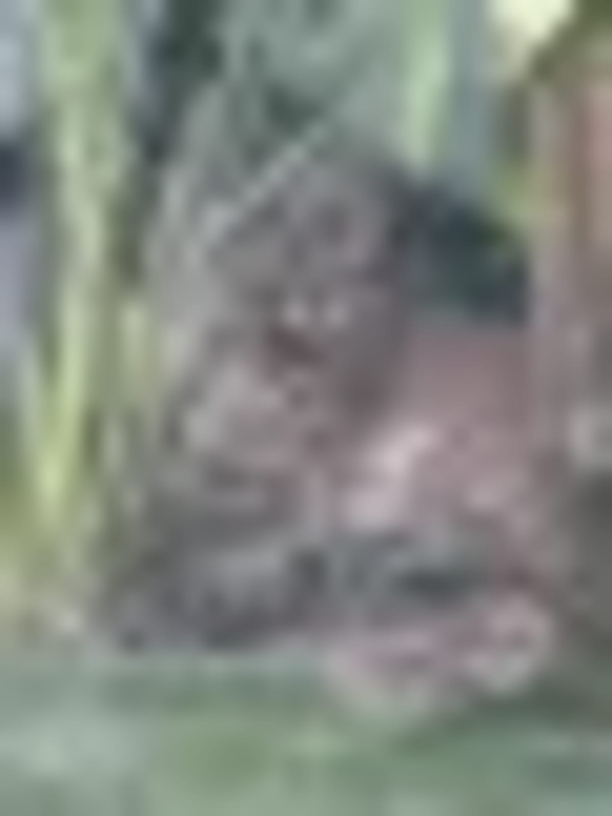 Mountain Lion Safely Rescued from Santa Monica Neighborhood - Image 2