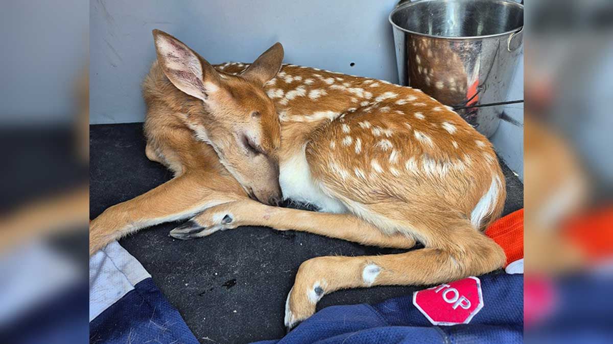 Officer Rescues Fawn from Highway, Saves Its Life - Image 2