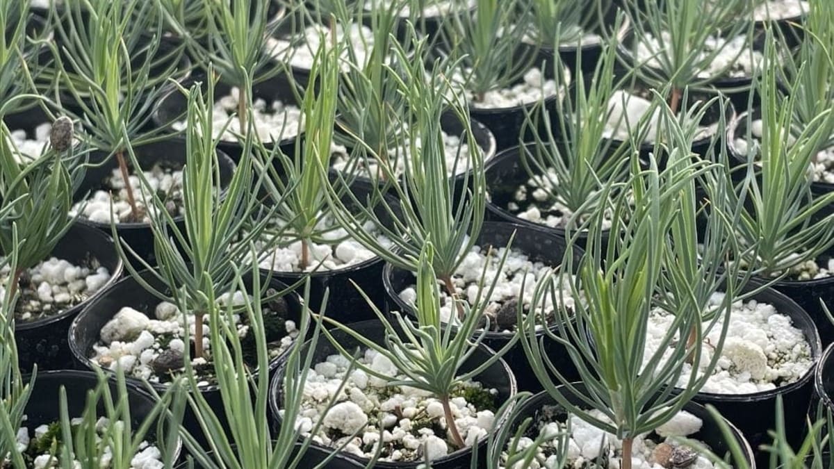 Young pine seedlings ready for planting in fire-damaged New Mexico forest landscape