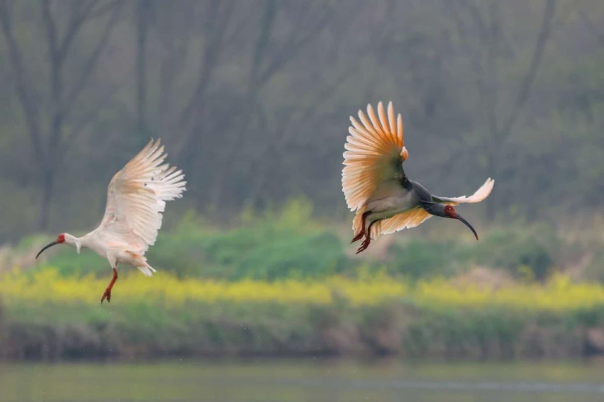 700 Wild Crested Ibises Now Thrive in China's Dongzhai Reserve