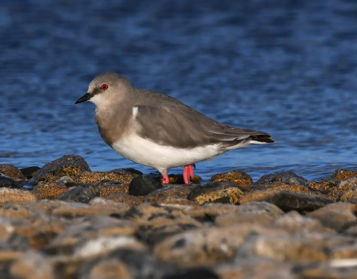Argentina and Chile Unite to Save Rarest Patagonian Bird - Image 2