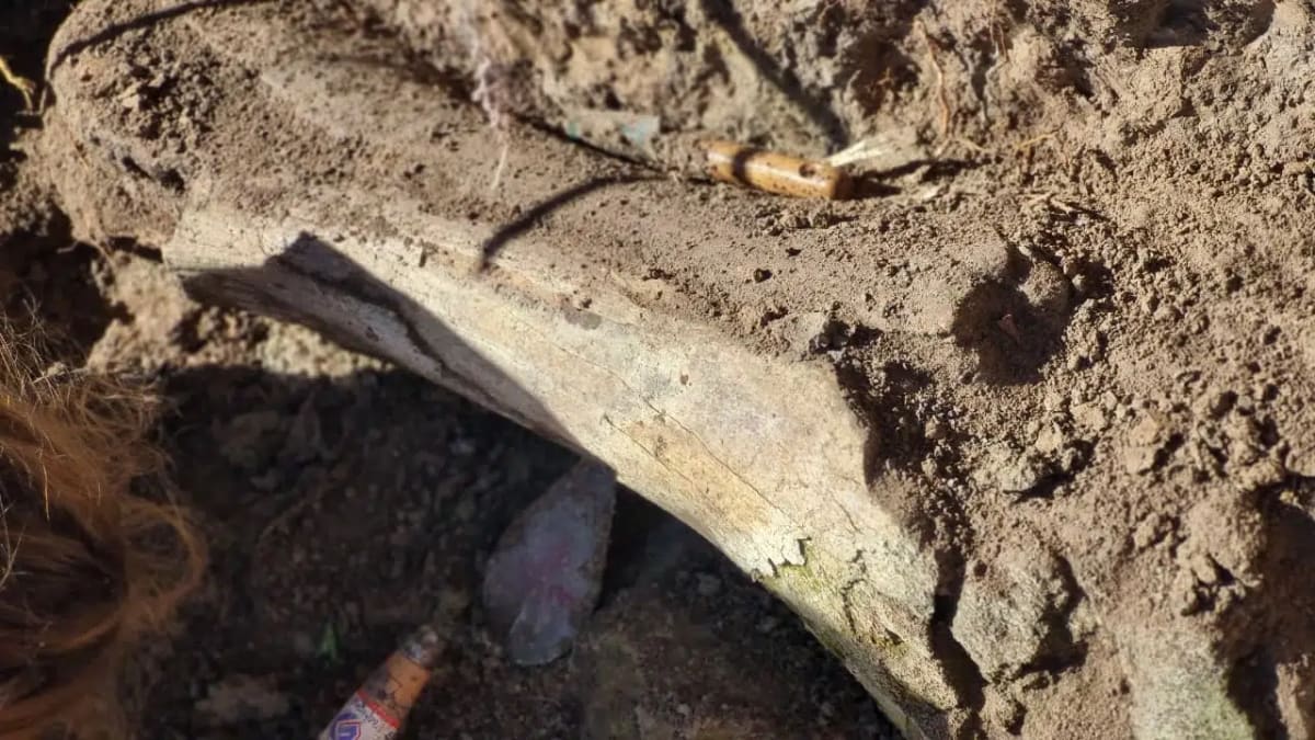 Fisherman's Find May Be Giant Sloth From 10,000 Years Ago - Image 2