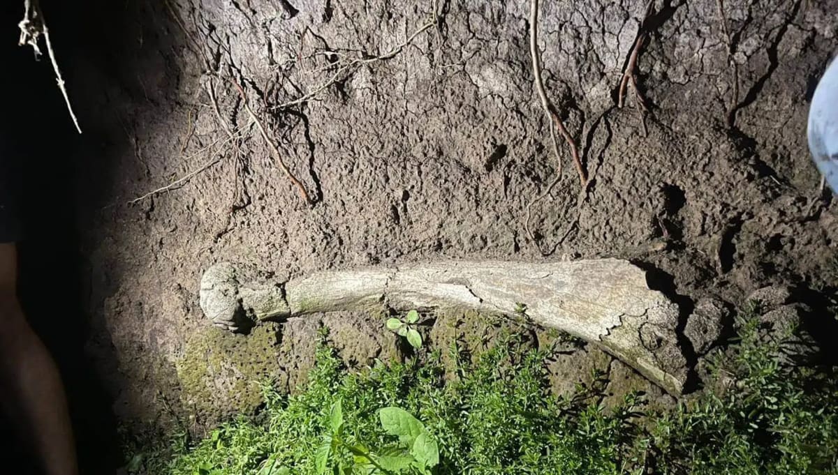 Large plastered fossil bone being excavated from riverbank by scientists and students in Argentina