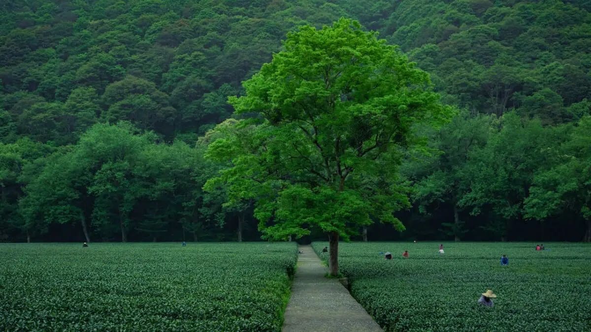 China Plants Trees Equal to Algeria, Changes Water Cycle - Image 2