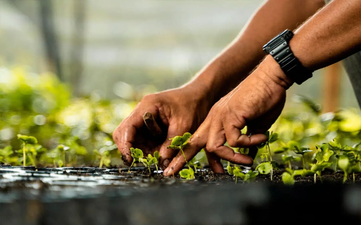 Brazil Grants First Amazon Reforestation Concession - Image 2