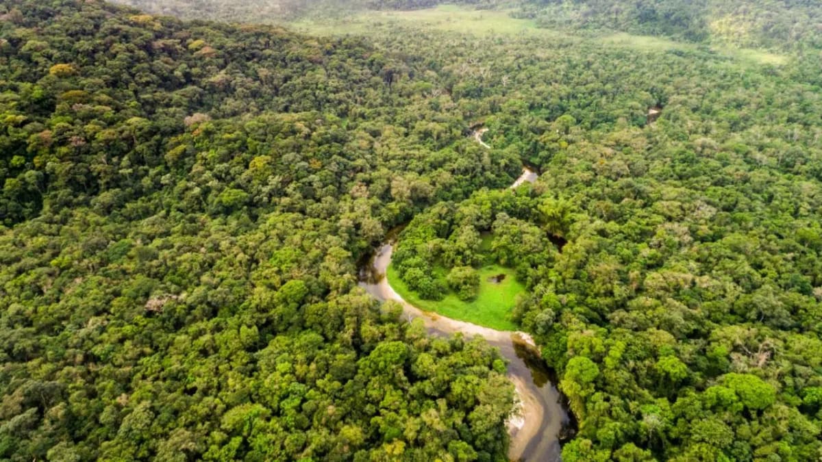 Aerial view of Amazon rainforest showing degraded areas being prepared for native tree reforestation