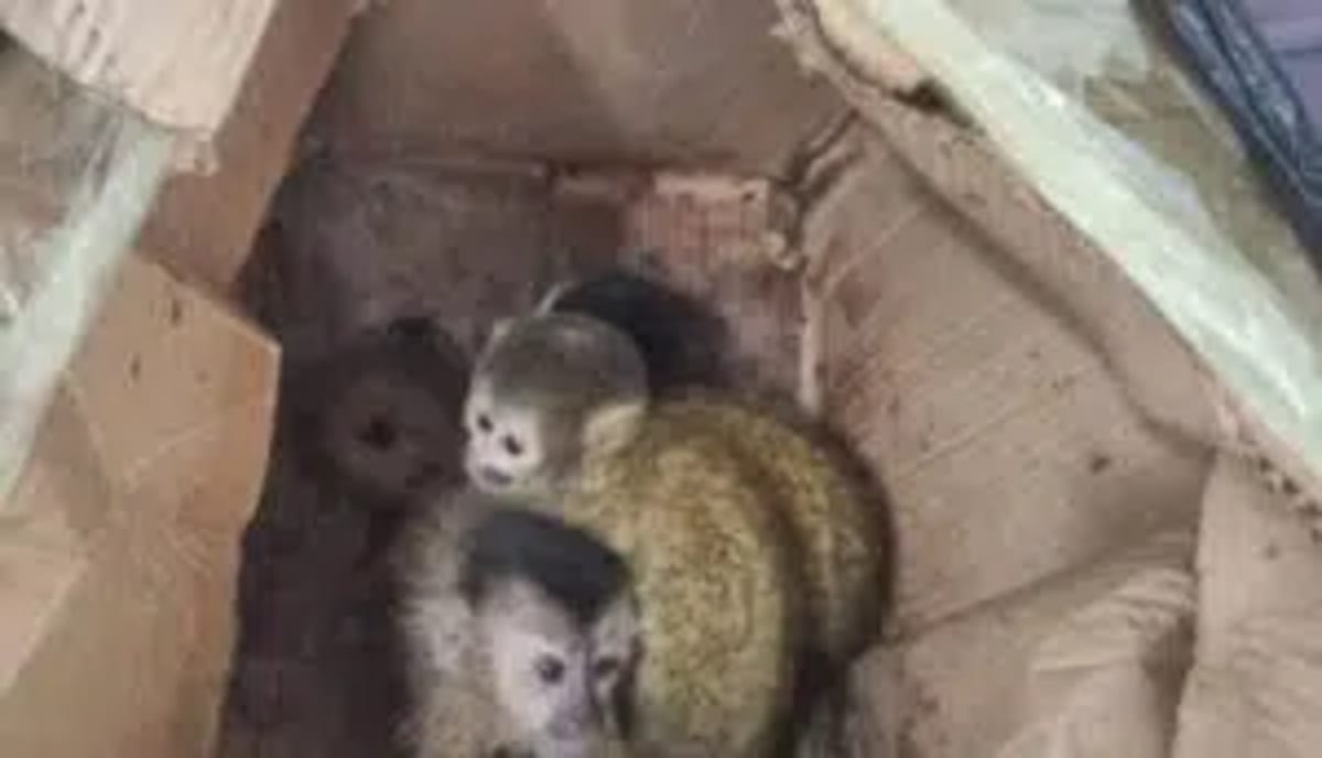 Five Monkeys Rescued From Illegal Trafficking in Argentina - Image 2