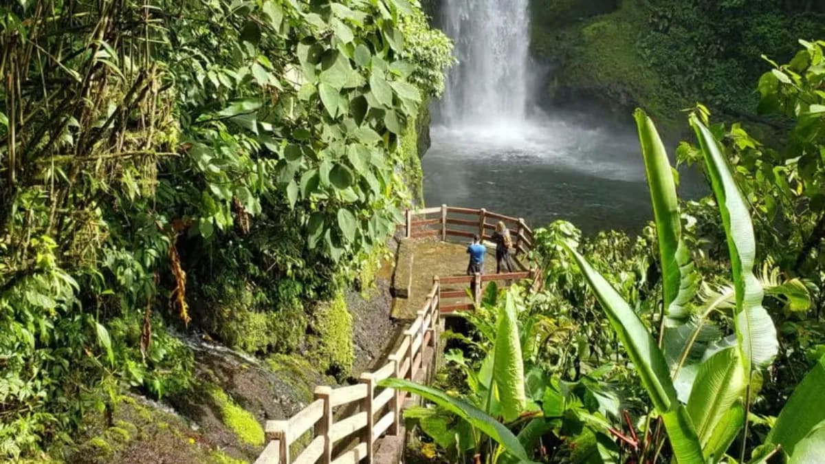 Costa Rica Family Plants 37,000 Trees, Revives Forest - Image 2