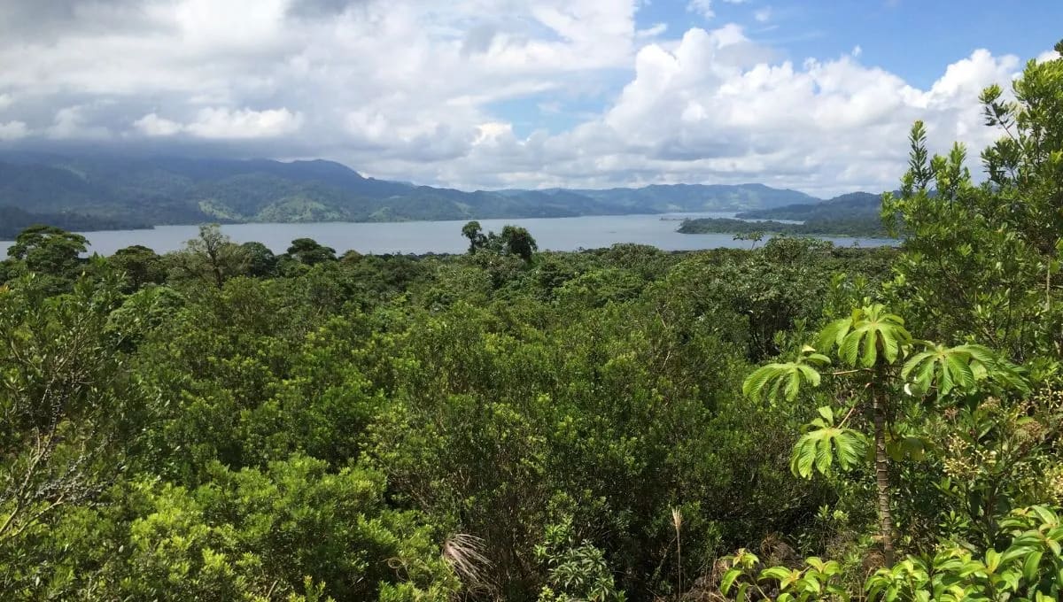 Costa Rica Family Plants 37,000 Trees, Revives Forest