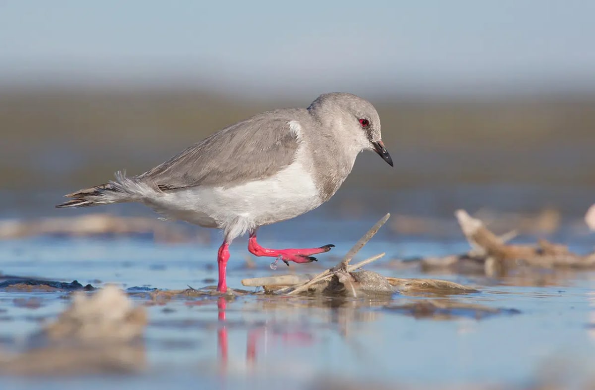 Small gray and white Magellanic plover bird standing on rocky ground near Patagonian lagoon