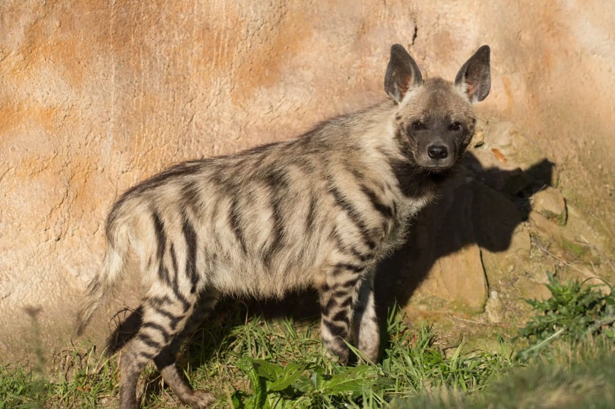 Striped Hyenas Get New Protection Across 3 Continents - Image 2