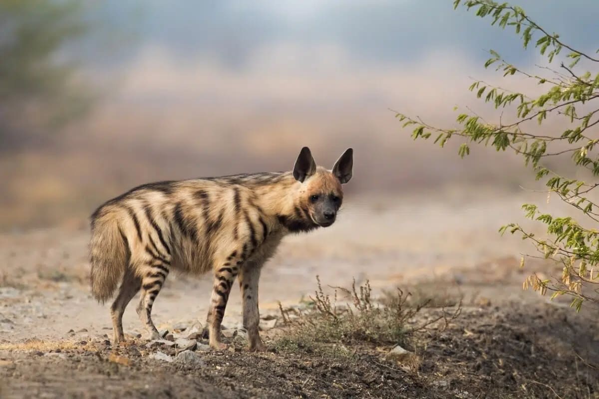 Striped Hyenas Get New Protection Across 3 Continents