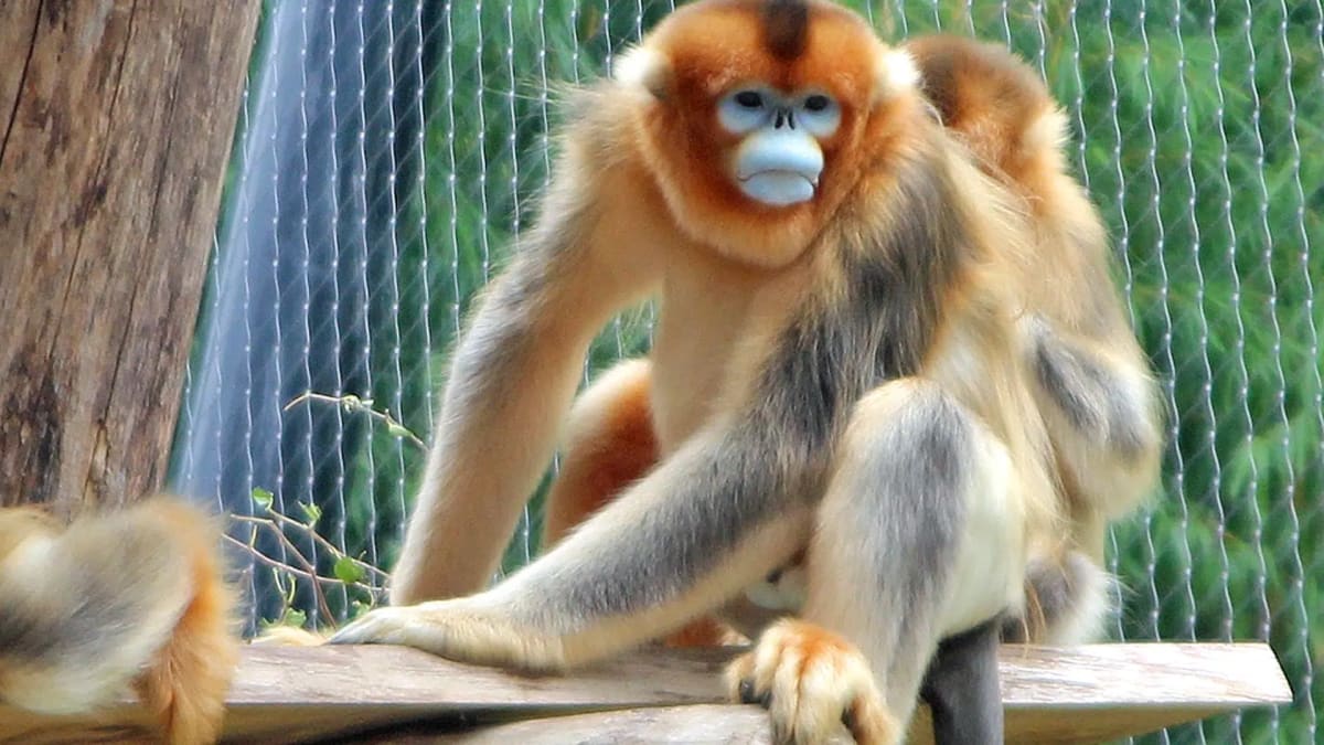 France Welcomes First Golden Monkey Born Outside Asia - Image 2