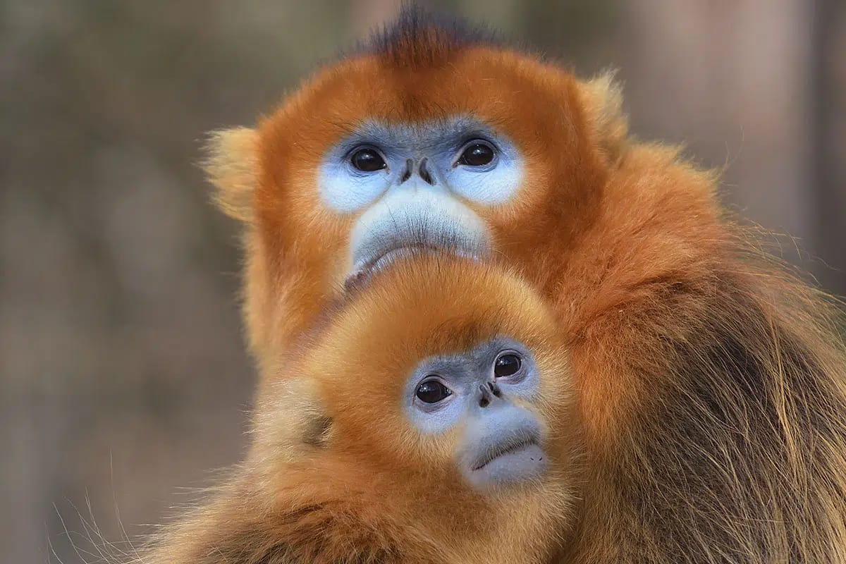 France Welcomes First Golden Monkey Born Outside Asia
