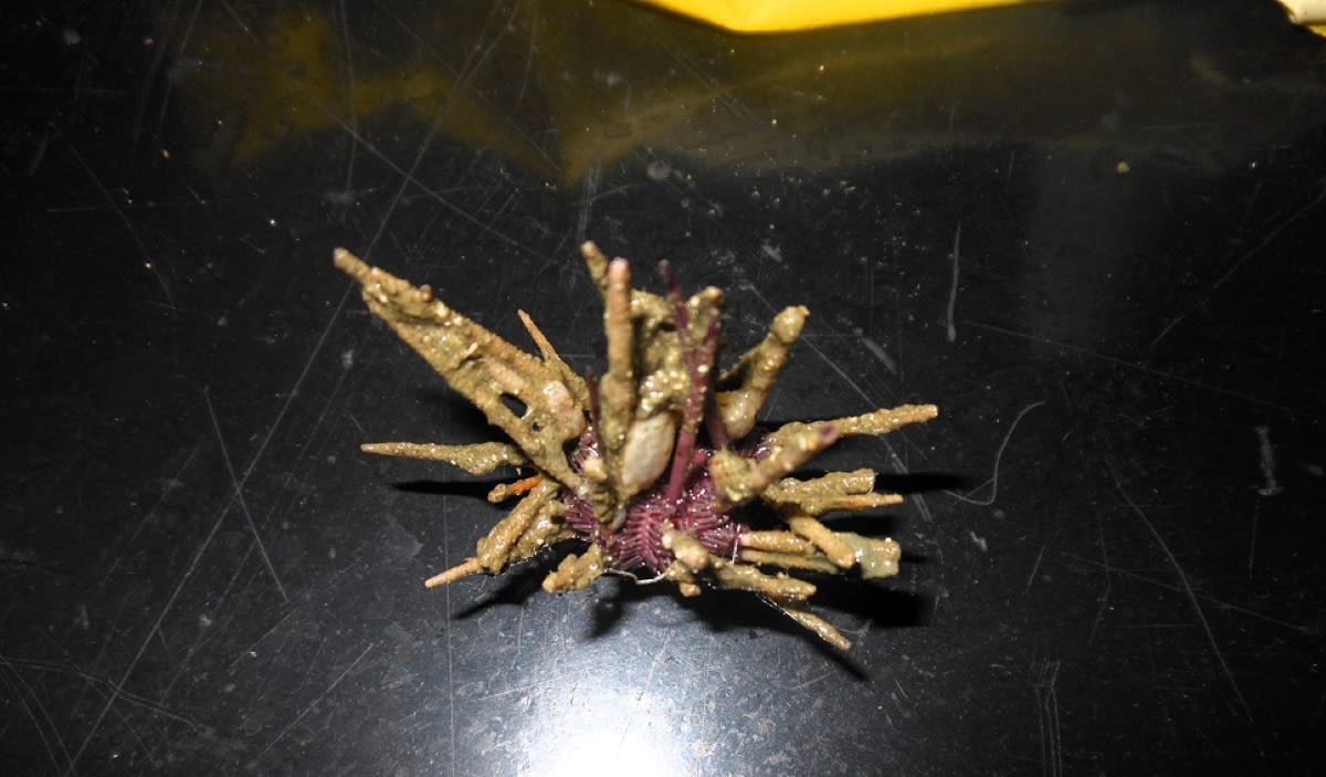 New Sea Urchin Species Found 2 Miles Deep Off Argentina