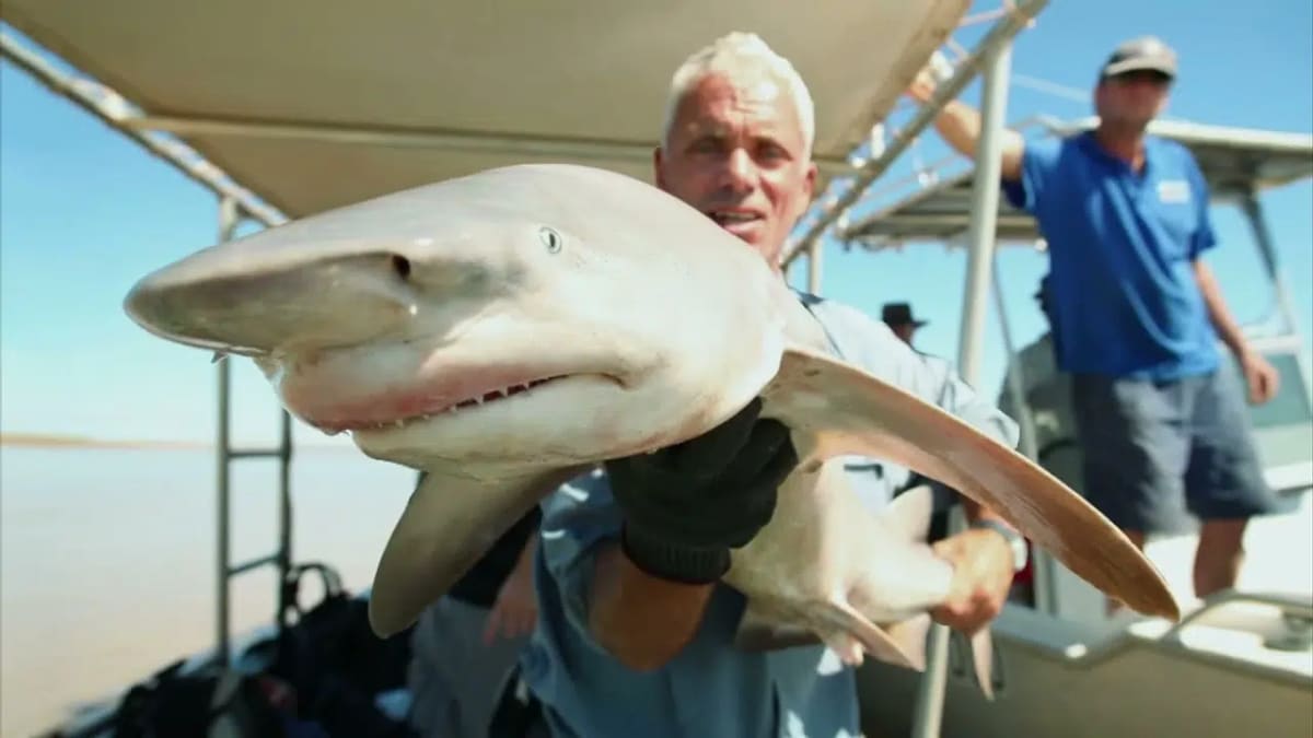 Australia Uses Laser Tech to Save Rare Shark Species