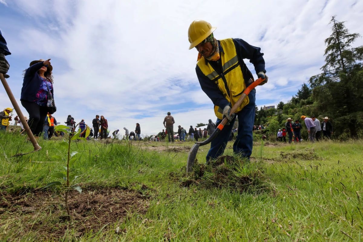 Volunteers planting native tree seedlings across Mexican forest landscape during National Reforestation Day