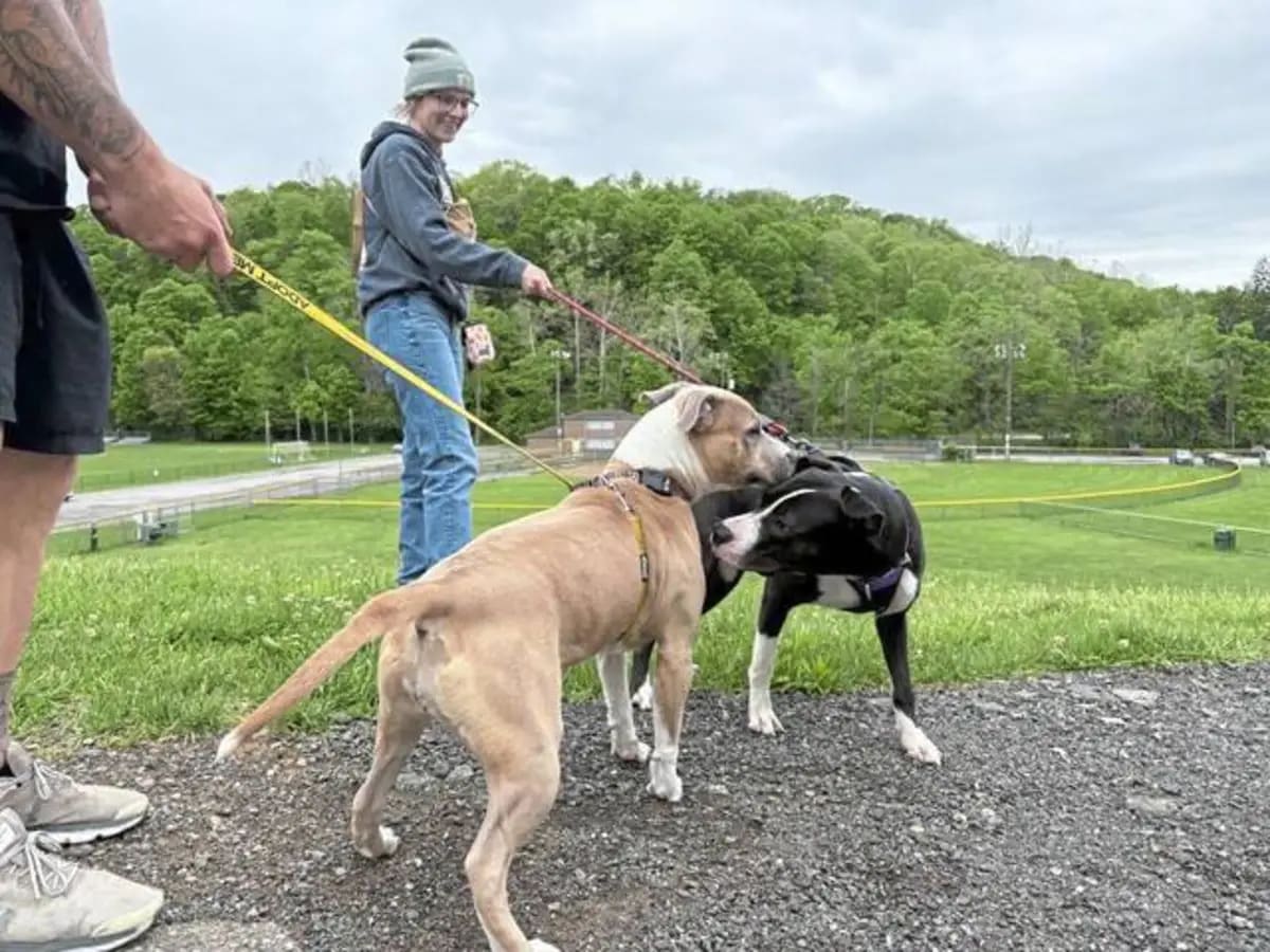 ** Volunteers walking shelter dogs outdoors at Animal Protectors of New Kensington facility