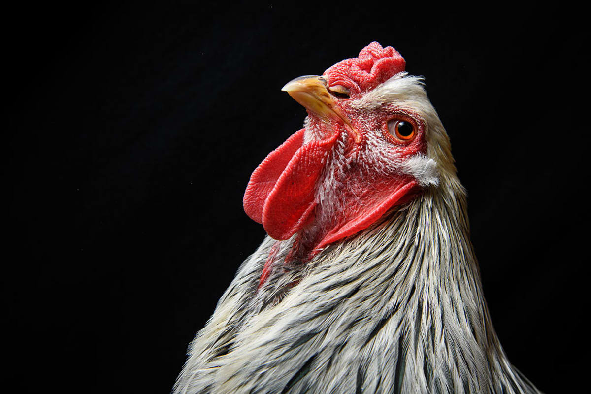 Diverse domestic chickens showing variety of feather colors and patterns side by side