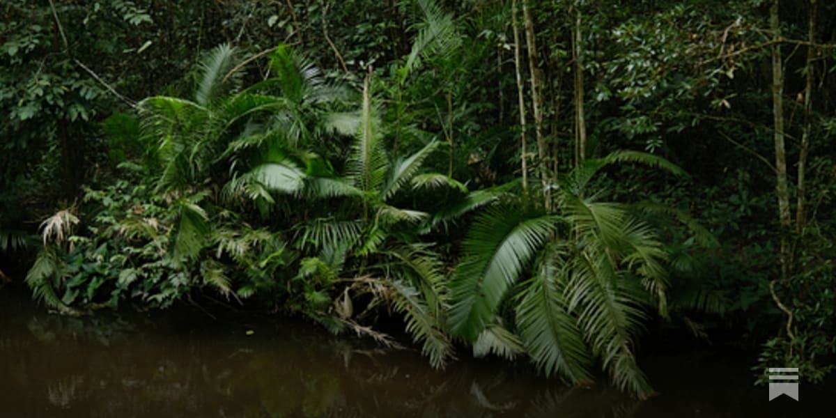 Southeast Asia Discovers 6 New Species in 2025 - Image 2