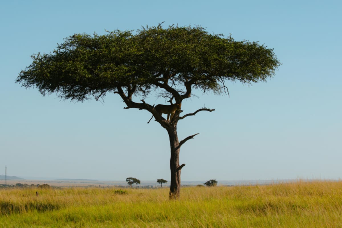 Healthcare Cuts Air Pollution Deaths by 52% Since 1990 - Image 3