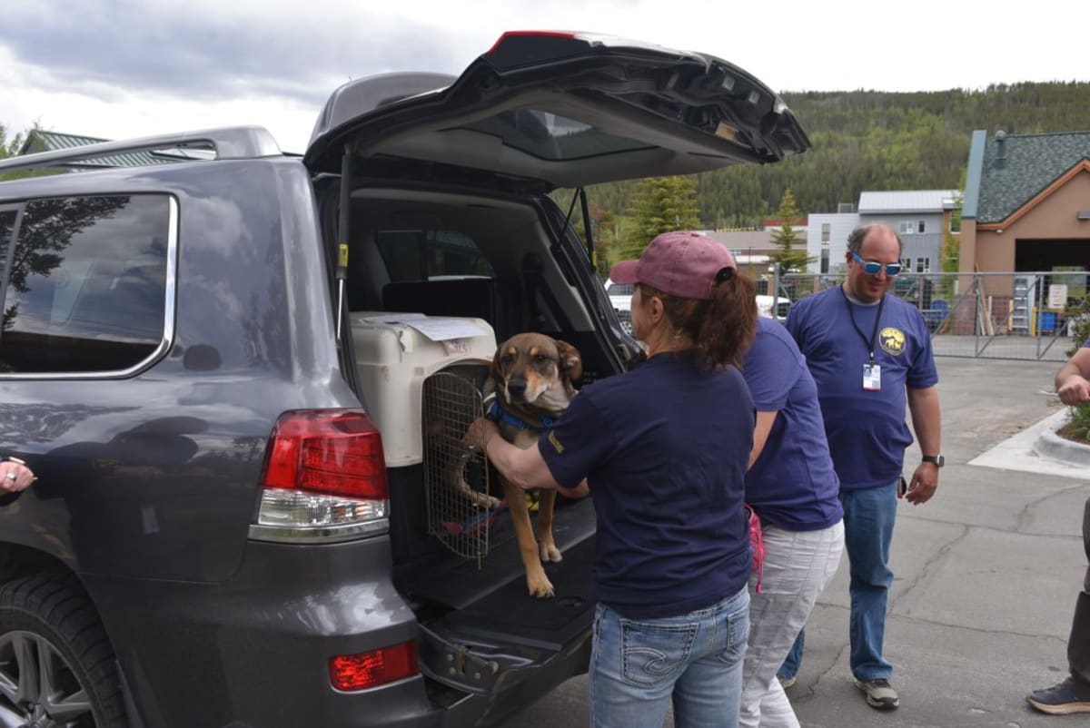 Summit County Animal Response Team volunteer placing identification magnet on car during wildfire evacuation training