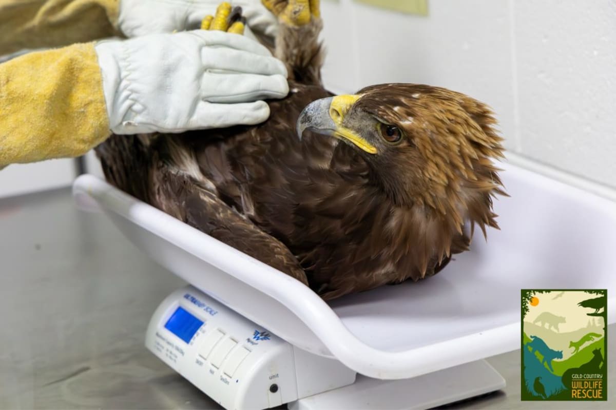 Rescued Bald Eagle Making Strong Recovery in California - Image 2