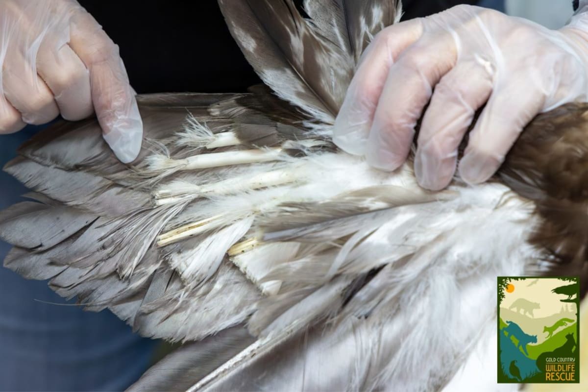 Rescued Bald Eagle Making Strong Recovery in California - Image 3