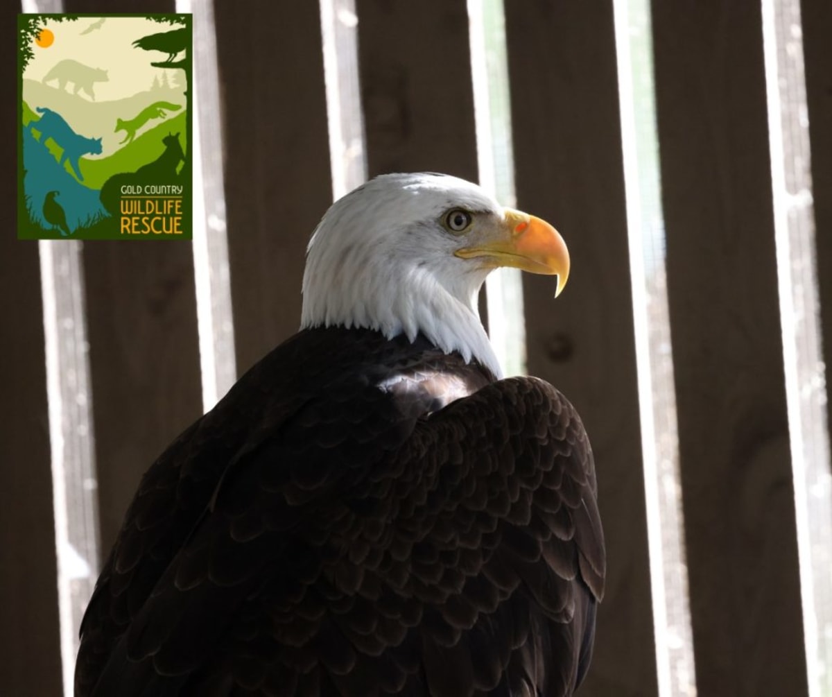 Bald eagle recovering in specialized flight enclosure at Bird of Prey Health Group facility