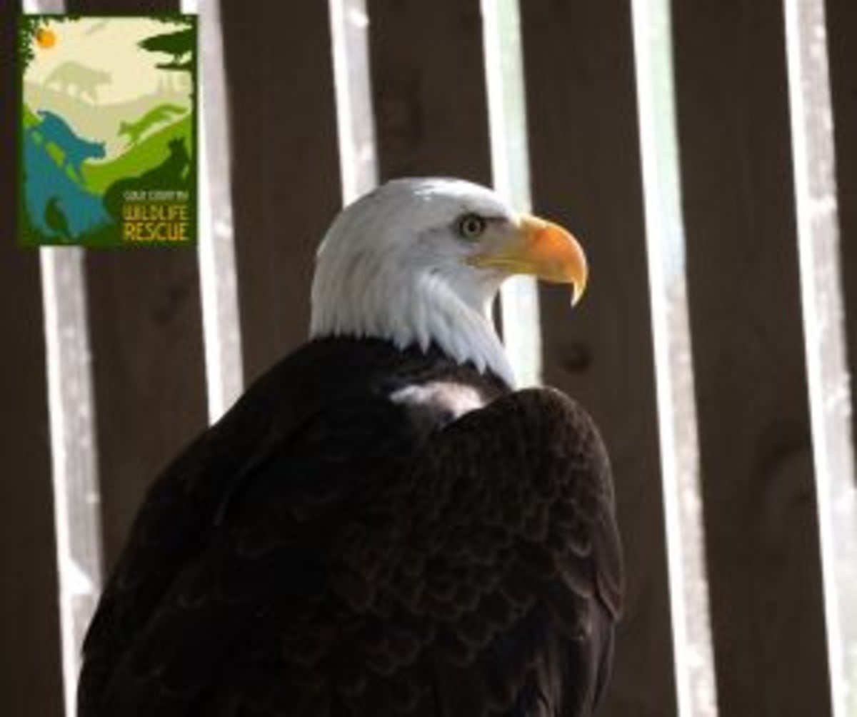 Rescued Bald Eagle Making Strong Recovery in California - Image 4