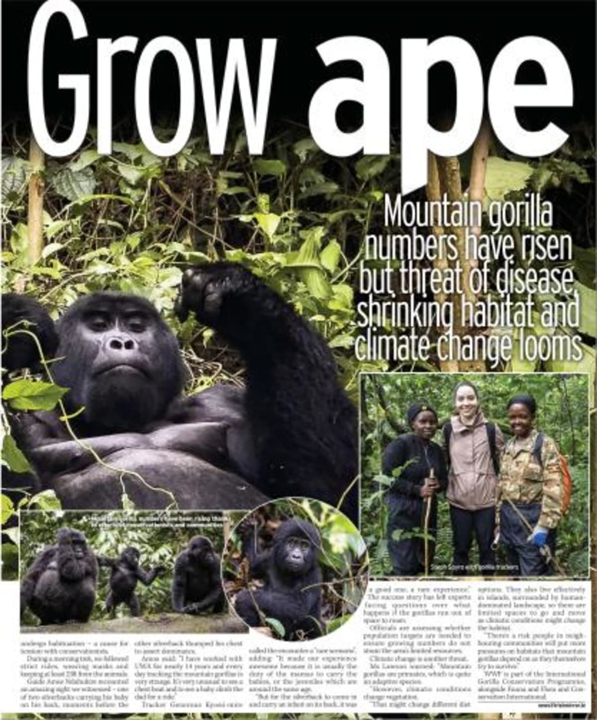 "Dung tally tracks ape numbers...