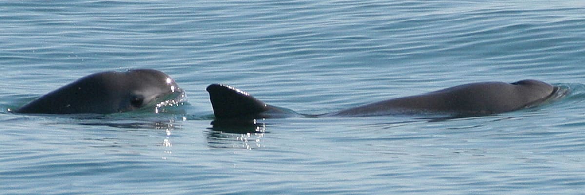 Small gray vaquita porpoise swimming underwater in ocean waters off Mexico coast