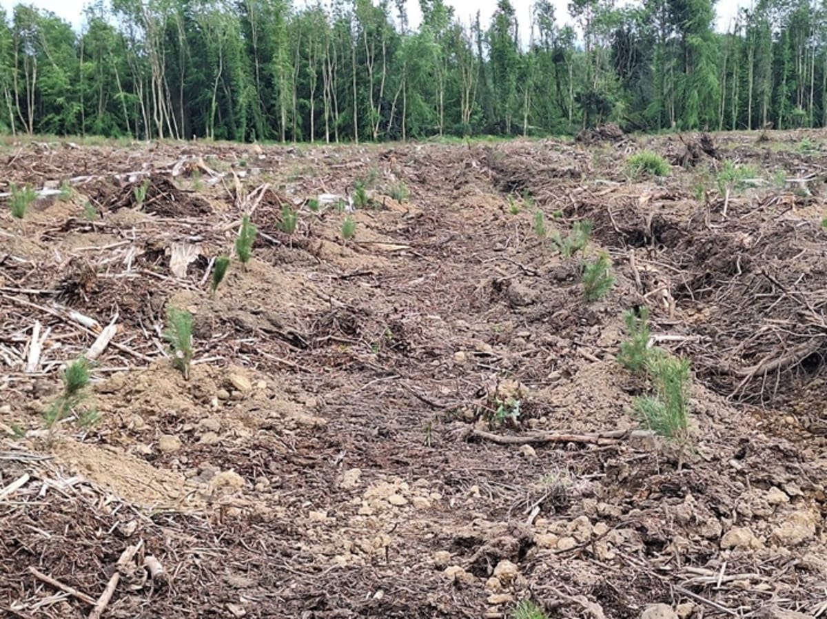 Young saplings being planted in cleared forest area in County Galway, Ireland