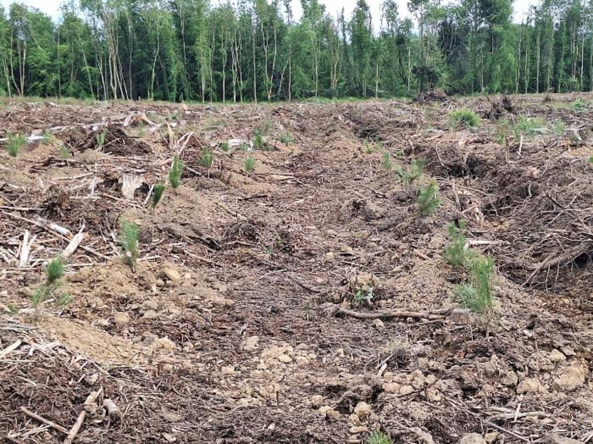 Ireland Shows How to Rebuild Forests After Storm Damage