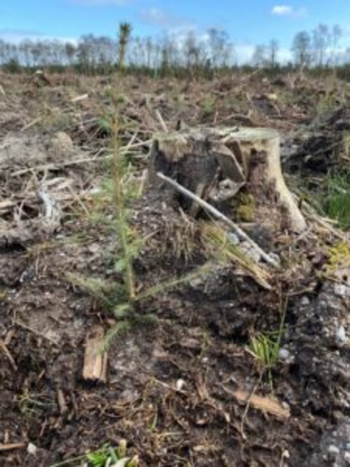 Ireland Shows Storm-Hit Forests How to Rebuild Stronger - Image 3