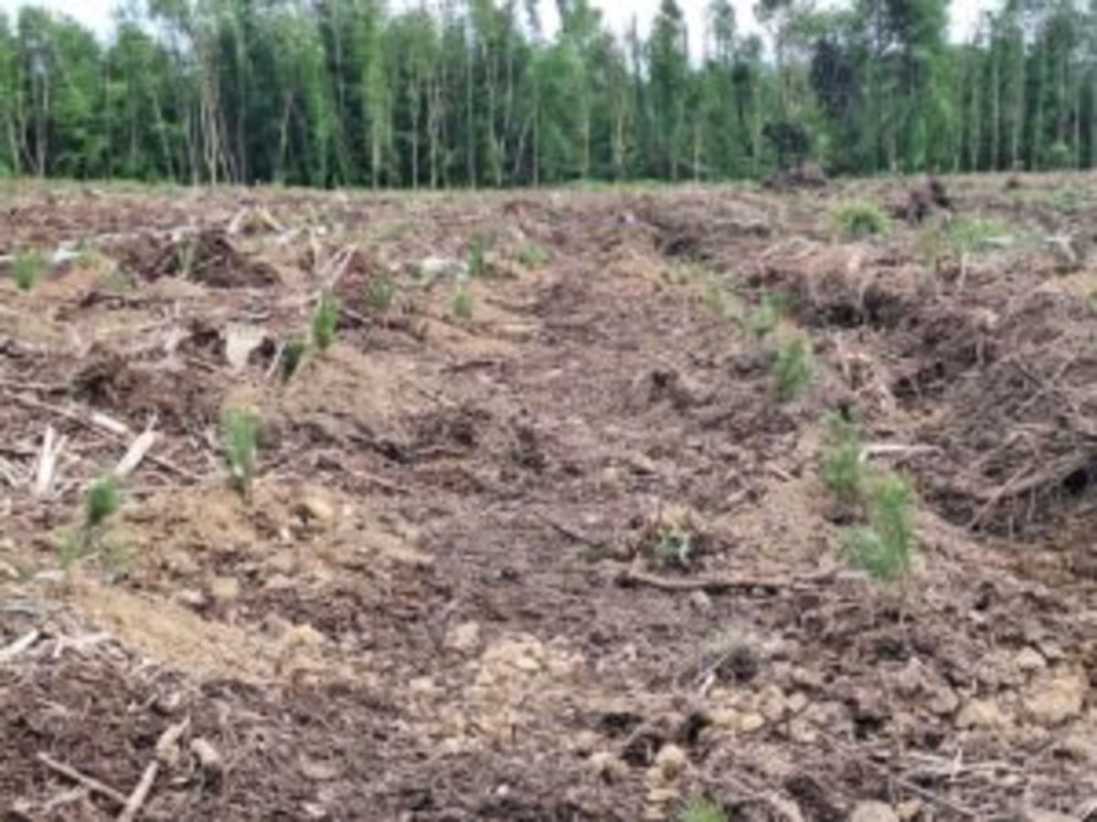 Ireland Shows Storm-Hit Forests How to Rebuild Stronger - Image 2