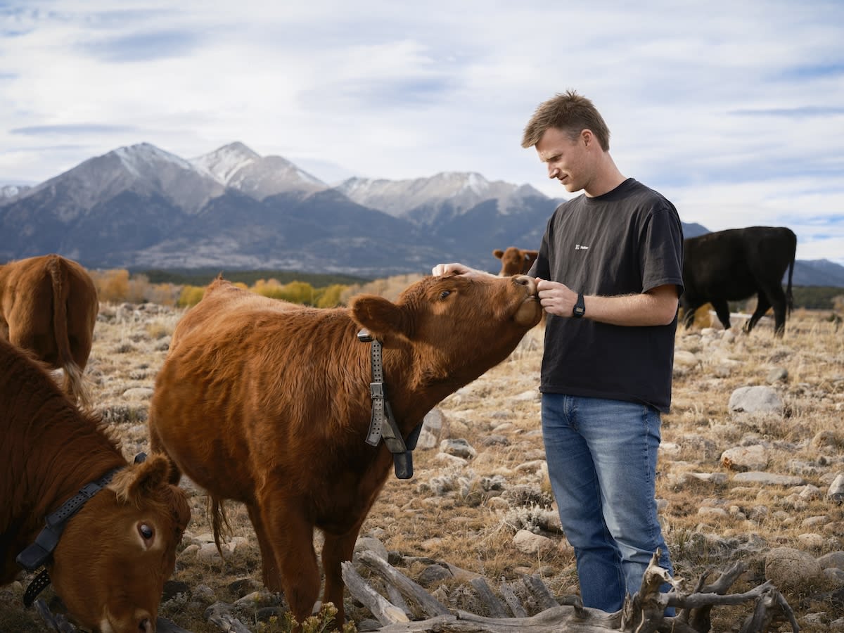 Dairy cows wearing solar-powered smart collars grazing in green pasture on remote farmland