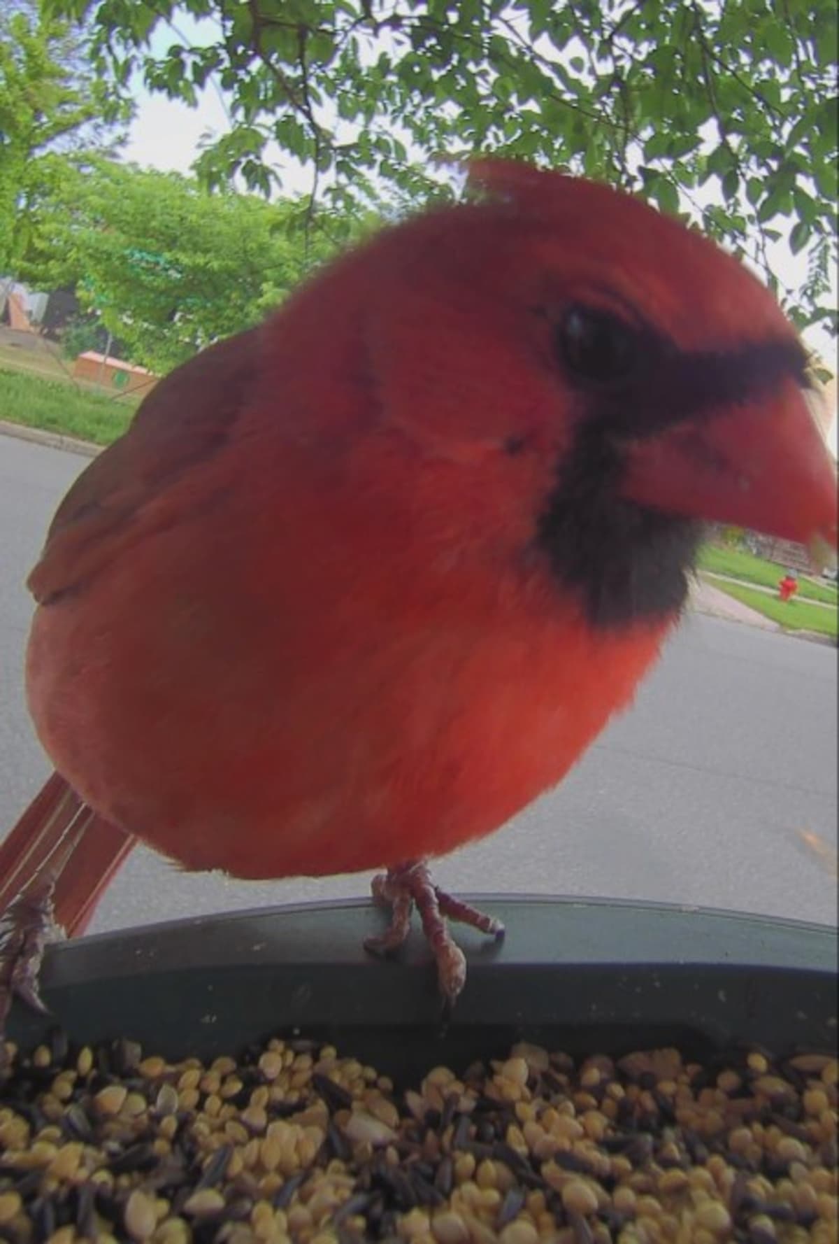 AI Bird Feeder Turns Backyards Into Nature Watching Hubs - Image 3