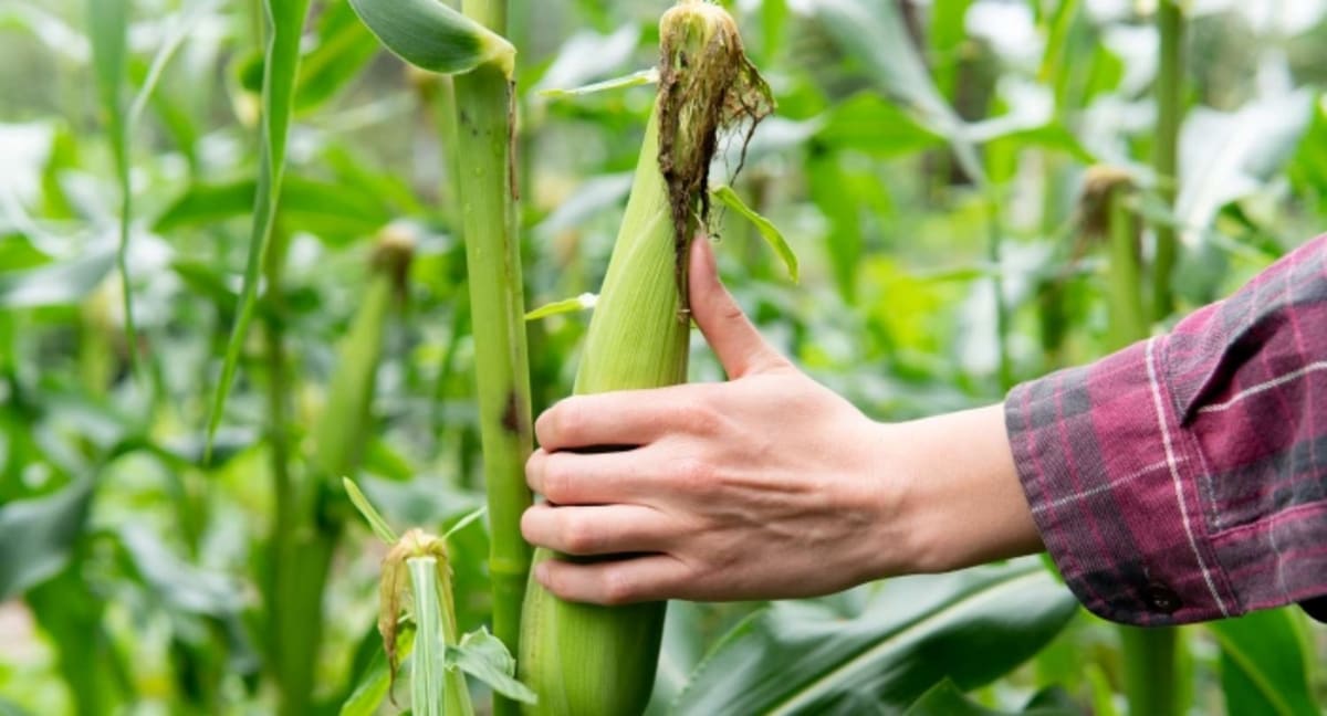 Arkansas Farmer Donates 2 Acres of Corn to Feed Thousands